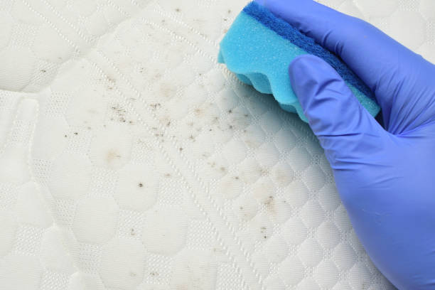 istock Cleaning mould stains 1209470157