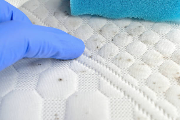 istock Cleaning mould stains 1209471336