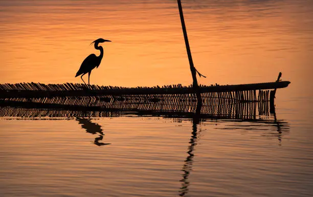 Photo of Egret sitting on a bamboo structure in a river