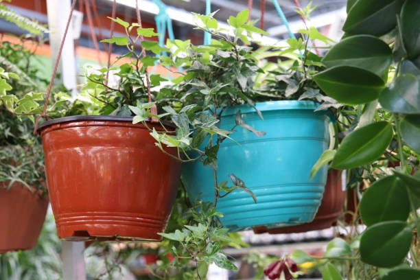 istock green climbing plant in the store 1209471916