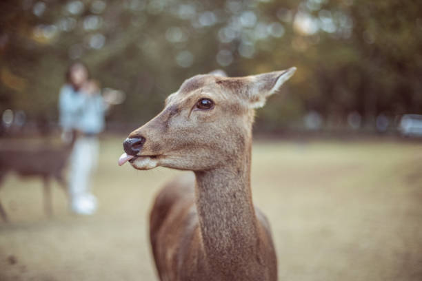 istock Deer in Nara Park, Japan 1209473573