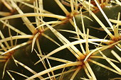 kaktusnadeln-stacheln-splitter-makro-sonnenlicht-makro-fotografie.jpg?b=1&s=170x170&k=20&c=Bflo49KXc8hG9m5kGD0AGvXGQ-fTgs2uesNP2Hyrunw=