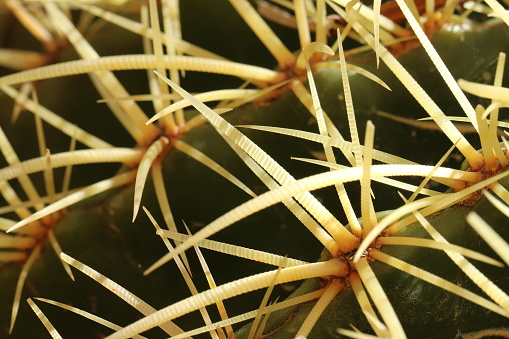 Cactus needles spines splinters macro sunlight, macro photography.