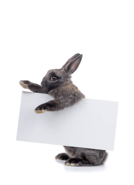 istock The rabbit holds a white sheet of paper for text. 1209476192