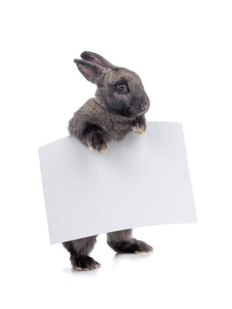 istock The rabbit holds a white sheet of paper for text. 1209476195