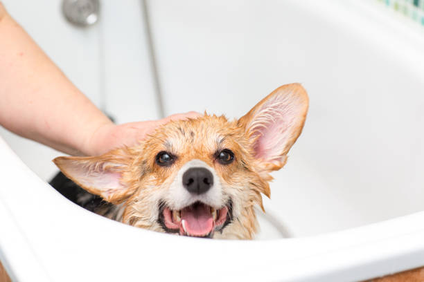 istock Corgi dog washes in the bathroom 1209476203