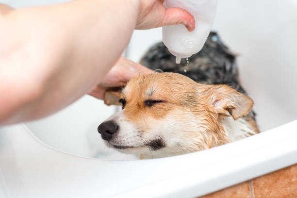 istock Corgi dog washes in the bathroom 1209476211