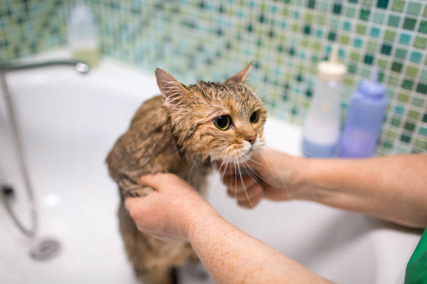 Cat wash in the bath. Pet grooming. Cat wash in the bath. Pet grooming. cat water stock pictures, royalty-free photos & images