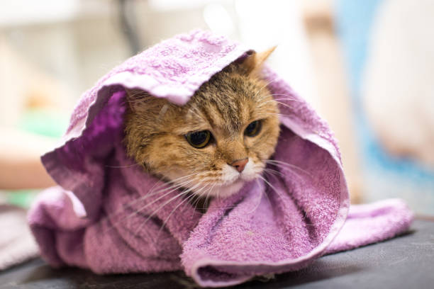 istock Cat in a towel after bath 1209476284