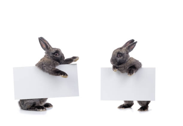 istock Two rabbits talk about the approach of Easter. Write the text on the white sheets 1209476318