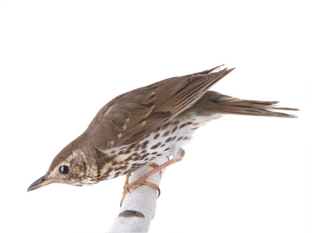 istock Song thrush isolated on a white background 1209476520