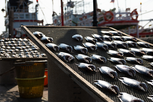 close shot of fishes that are placed to dry in the sun, with Thai fishing boats in the background in the region Samut Sakhon