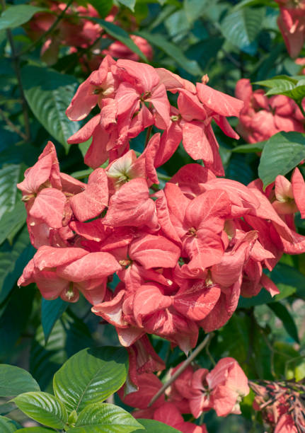 Beautiful pink Mussaenda / musanda flowers in garden, a popular ornamental plant native to African and Asian subcontinents. Closeup view of Mussaenda / musanda flowers, at Kolkata, West Bengal mussaenda stock pictures, royalty-free photos & images