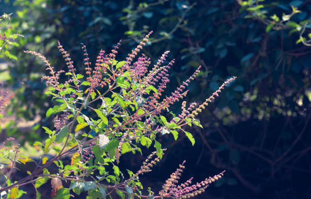 Ocimum Tenuiflorumholy Basil Commonly Known As Tulasitulsi A Medicanal Plant  Known For Its Use In Ayurveda And Also For Religious Purposes Throughout  India This Particular Type Is Krishnatulsi Stock Photo - Download