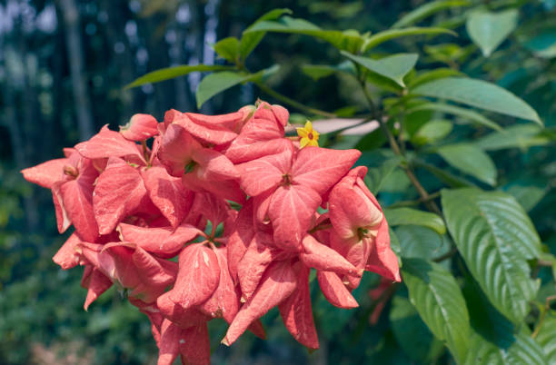 Beautiful pink Mussaenda / musanda flowers in garden, a popular ornamental plant native to African and Asian subcontinents. Closeup view of Mussaenda / musanda flowers, at Kolkata, West Bengal pink mussaenda flower stock pictures, royalty-free photos & images