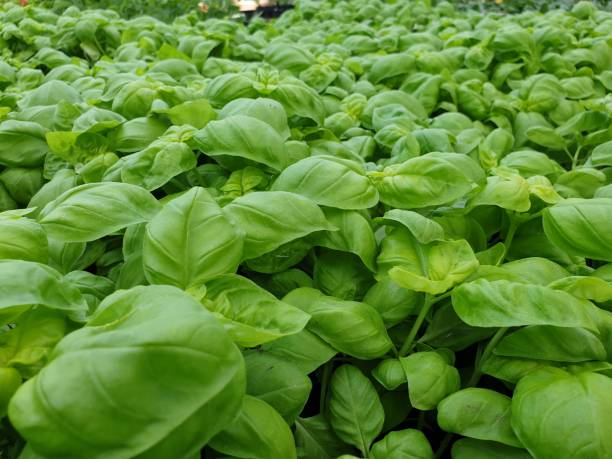 istock A closeup of many delicious basil plants 1209478906