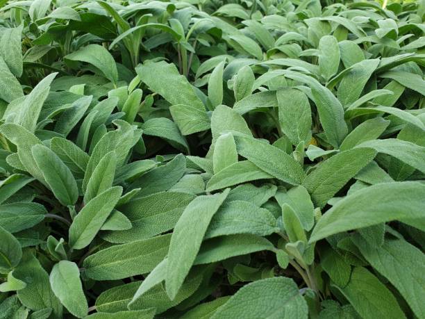 un primo piano di molte deliziose piante di salvia - rosemary herb vegetable garden herbal medicine foto e immagini stock