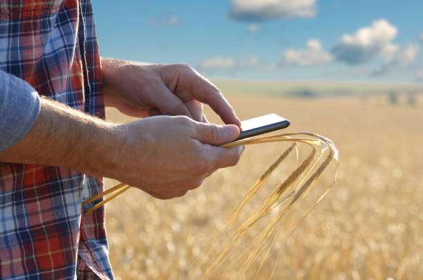 istock Farmer uses his tablet pc at ready for harvest wheat field 1209479411