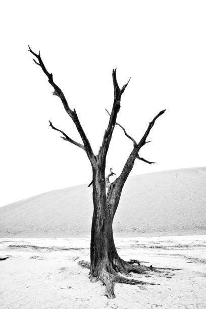 alberi morti di deadvlei vicino a sossusvlei nel namib dersert namibia - driest foto e immagini stock