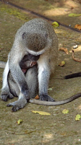 istock Vervet monkey mother and baby 1209481432