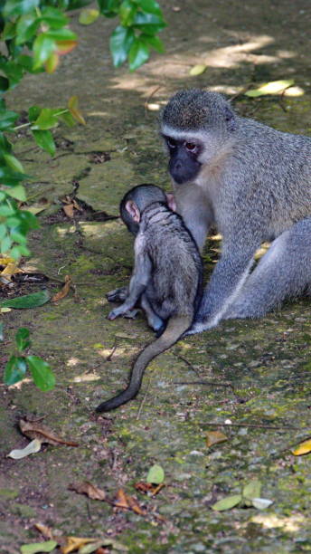 istock Vervet monkey mother and baby 1209481478