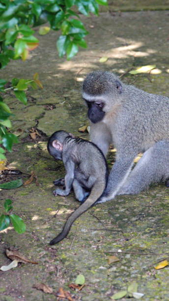 istock Vervet monkey mother and baby 1209481699