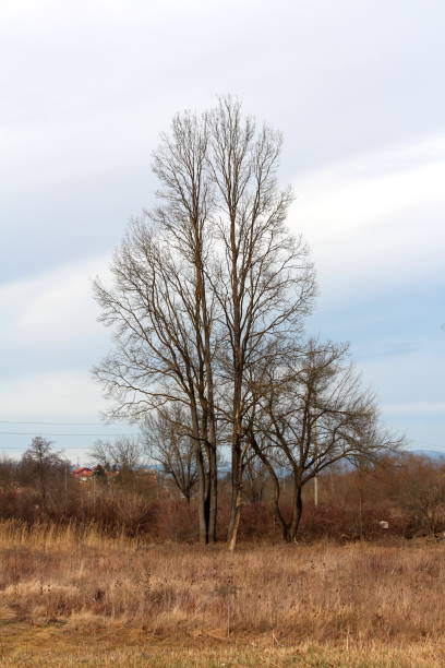 istock Very tall old trees with dense branches and without leaves rising above dried uncut grass and other vegetation 1209481735