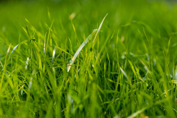 хорошо выглядят травы - leaf defocused dew focus on foreground стоковые фото и изображения