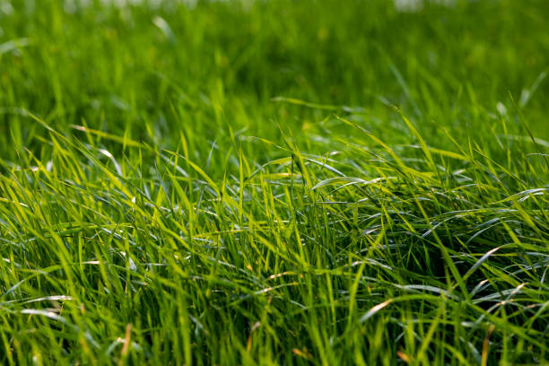 bonne herbe à la recherche - deep focus photos photos et images de collection