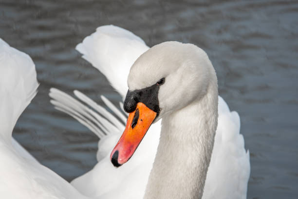 istock white swan swims on a lake and looks into the camera 1209482833