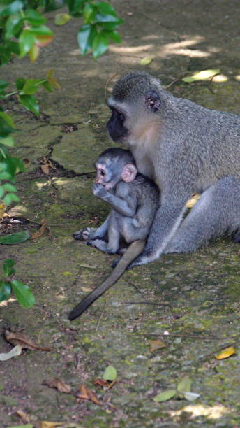 istock Vervet monkey mother and baby 1209483160