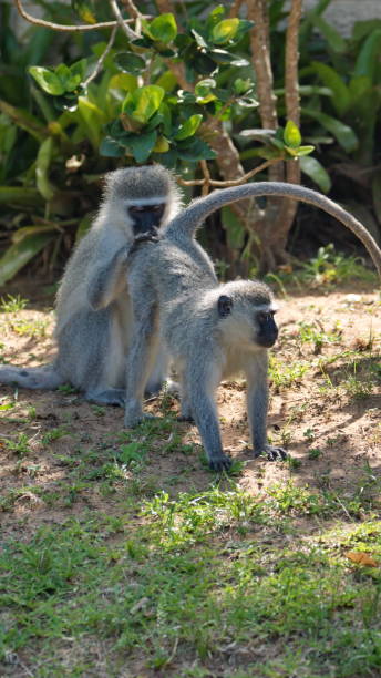 istock Vervet monkeys grooming each other 1209483267