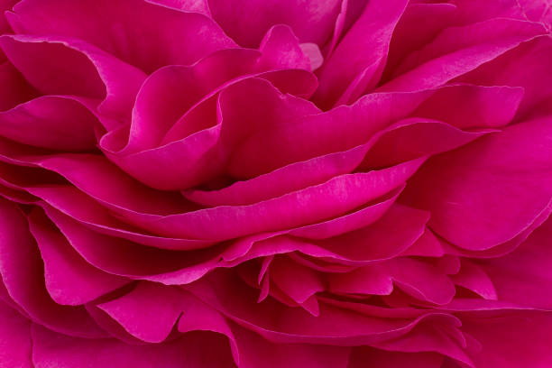 flower background Studio Shot of Magenta Colored Peony Flowers Background. Macro. Close-up. fuchsia flower photos stock pictures, royalty-free photos & images