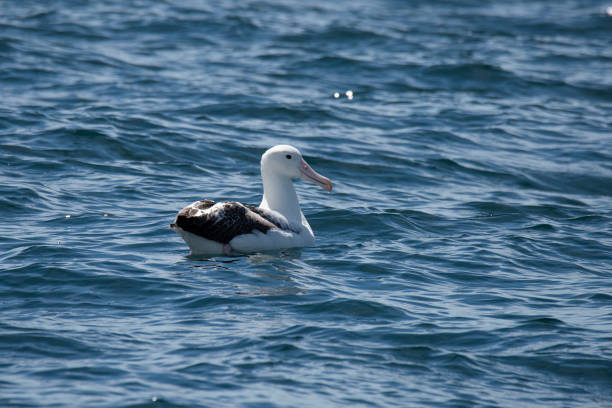 Name: Southern Royal AlbatrossScientific name: Diomedea epomophoraCountry: New ZealandLocation: Kaikoura