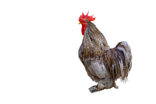 istock The japan male bantam on white background have path 1209484479