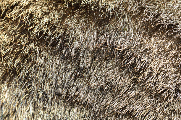 istock Close up gray cat skin for pattern and background 1209484664