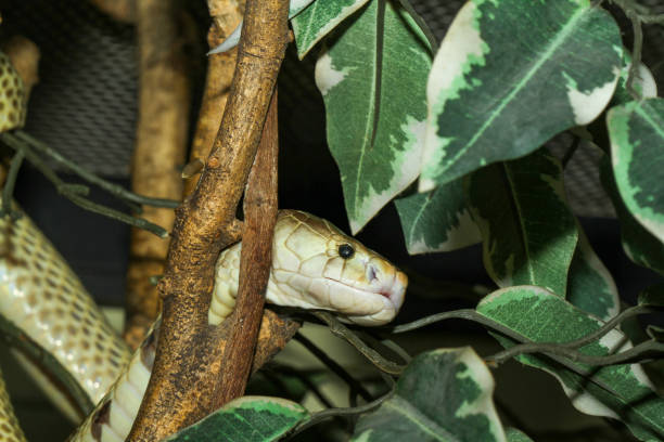 istock Close up golden spitting cobra snake on stick tree 1209485256