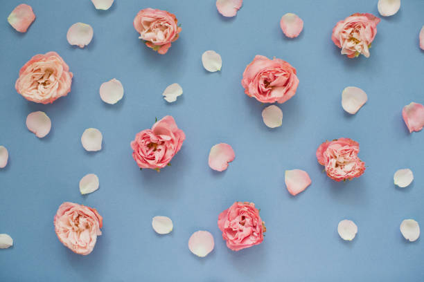 istock Pattern of pink roses and petals on a blue background. 1209485366