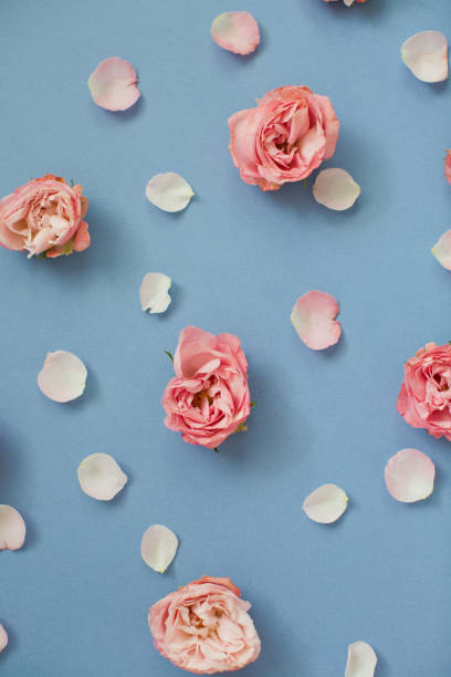 istock Pink roses and petals on a blue background 1209485377