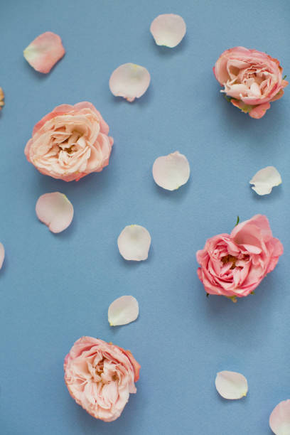 istock Pink roses and petals on a blue background 1209485382