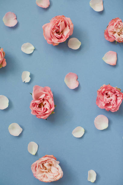 istock Pink roses and petals on a blue background 1209485385