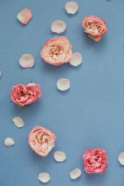 istock Pink roses and petals on a blue background. 1209485422