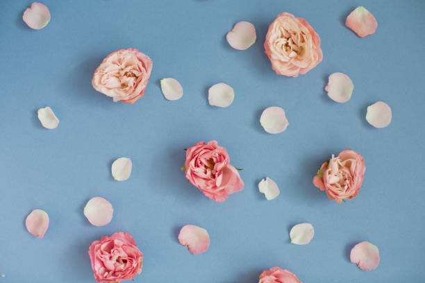 istock Pattern of pink roses and petals on a blue background. 1209485430