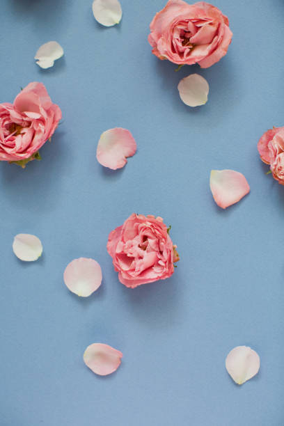 istock Pink roses and petals on a blue background 1209485438