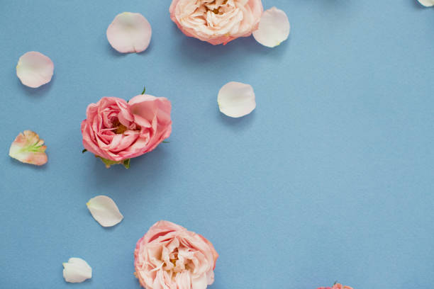 istock Pink roses and petals on a blue background. 1209485462
