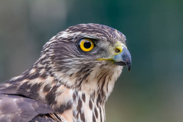 istock Northern goshawk, Accipiter gentilis, wildlife scenery, Spain 1209485466