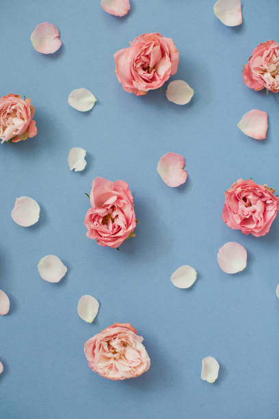 istock Pink roses and petals on a blue background 1209485472