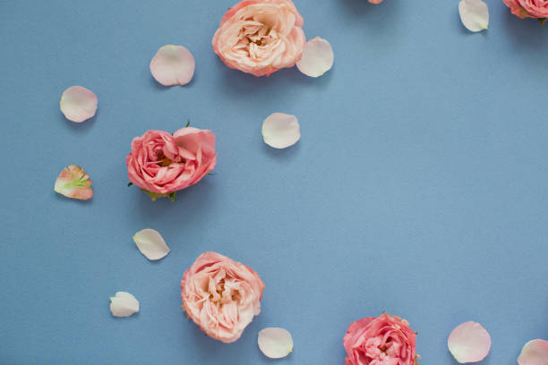 istock Pink roses and petals on a blue background. 1209485482