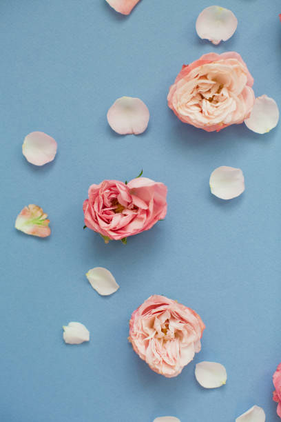 istock Pink roses and petals on a blue background. 1209485498