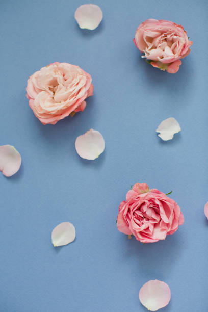 istock Pink roses and petals on a blue background 1209485519